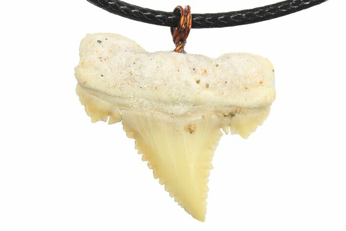 Serrated, Fossil Paleocarcharodon Shark Tooth Necklace #273585